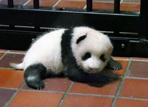 來源：東京動物園協(xié)會。