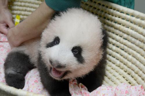 來(lái)源:東京動(dòng)物園協(xié)會(huì) 來(lái)源:東京動(dòng)物園協(xié)會(huì)