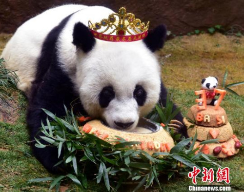 2017年1月18日，37歲“巴斯”獲最長壽圈養(yǎng)大熊貓世界紀(jì)錄并慶生?！堺惥?攝