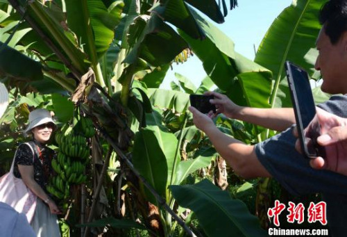 圖為海外華文媒體代表在林語(yǔ)堂文化園“抱著”香蕉合影?！埥鸫?攝