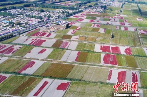 9月20日，航拍新疆博湖縣烏蘭再格森鄉(xiāng)金秋辣椒田，一片豐收美景，如詩(shī)如畫(huà)。　年磊 攝