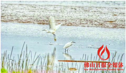 10月進入觀賞鷺鳥的好時期。/佛山日報攝影俱樂部梁平攝
