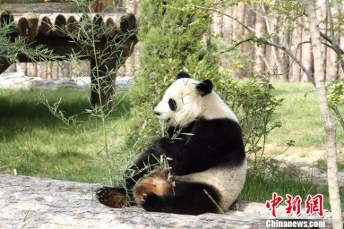 兩只萌寶在各自的專屬“別墅”里向游客們展示著各自風(fēng)采。圖為萌寶“婭雙”。　沙見(jiàn)龍 攝