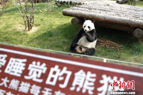 兩只萌寶在各自的專屬“別墅”里向游客們展示著各自風(fēng)采。圖為萌寶“二喜”。　沙見(jiàn)龍 攝