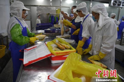 “夏威”轉(zhuǎn)向以深海魚為資源提取的EPA、DHA制品、高檔蛋白粉和魚鱗膠原蛋白、魚肝油等系列產(chǎn)品。圖為生產(chǎn)車間?！埍?攝