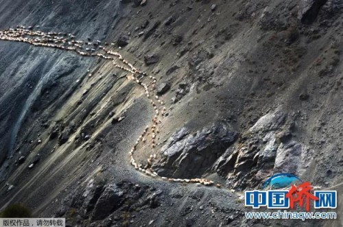 “相機(jī)攝”《牧歸》：新疆天山深處，牧民途經(jīng)在陡峭的崖壁上。