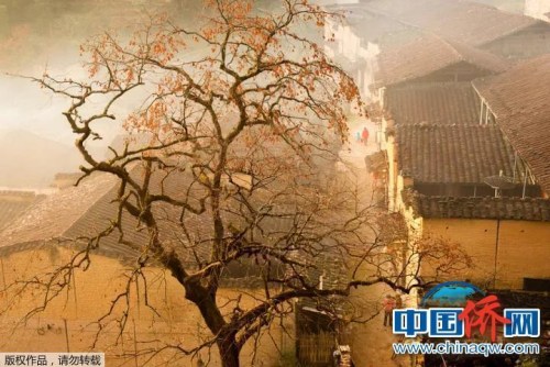 “相機(jī)攝”福建省寧德市屏南縣羅紗洋村村民們?cè)谕t柿子晨光下活動(dòng)。