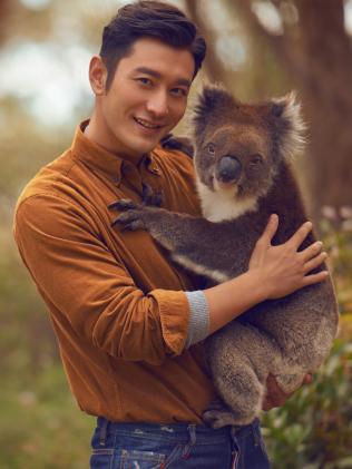 黃曉明在為南澳拍攝的旅游觀光宣傳片中，在Cleland Wildlife Park野生動(dòng)物公園抱樹熊。
