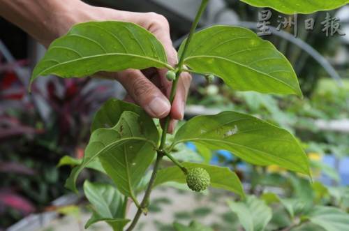 呈現(xiàn)長形的甘蜜花相當獨特。（馬來西亞《星洲日報》） 