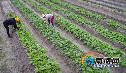 12月27日，種植20多天后，萬(wàn)寧山根鎮(zhèn)大石嶺村共享菜園迎來(lái)豐收的喜悅，第一波有機(jī)菜悄然成熟。海報(bào)集團(tuán)全媒體中心記者袁琛攝
