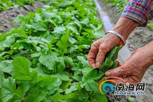 12月27日，種植20多天后，萬(wàn)寧山根鎮(zhèn)大石嶺村共享菜園迎來(lái)豐收的喜悅，第一波有機(jī)菜悄然成熟。海報(bào)集團(tuán)全媒體中心記者袁琛攝