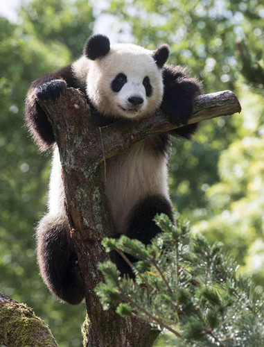 熊貓?jiān)诎亓謩?dòng)物園(來(lái)源：法國(guó)《歐洲時(shí)報(bào)》德國(guó)版微信公眾號(hào))