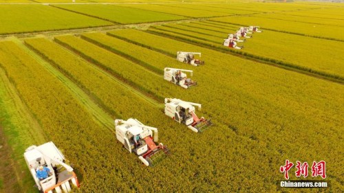 資料圖：水稻機(jī)械化收割。孟德龍 攝