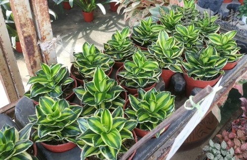 年花新寵鐵樹，寓意“鐵樹開花，富貴榮華”，獲得消費(fèi)者的歡心。（馬來西亞《星洲日報》）