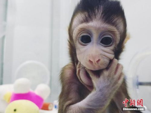 圖為體細胞克隆猴。 圖片來源：中科院神經(jīng)所供圖