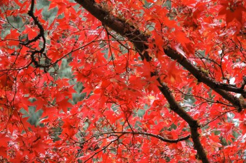 資料圖:維多利亞布查特花園 加拿大旅游局 供圖 來源:<a target='_blank' >中新網(wǎng)</a> 資料圖:維多利亞布查特花園 加拿大旅游局 供圖 來源:<a target='_blank' >中新網(wǎng)</a>