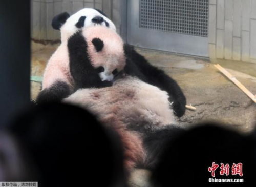 　　2017年12月19日，居住在日本東京上野動物園的雌性大熊貓寶寶“香香”正式接受公眾參觀。圖為“香香”趴在母親“真真”的身上。