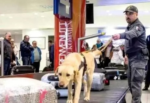 意大利機場海關使用專業(yè)警犬檢查旅客物品。圖片來源：歐聯(lián)網(wǎng)