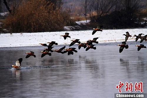 資料圖：甘肅張掖黑河兩岸數(shù)九寒天風(fēng)光旖旎，黃鴨在黑河水中翩躚起舞。陳禮 攝