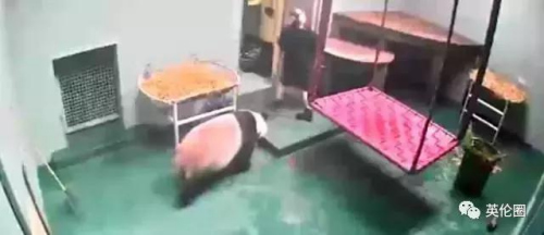 愛丁堡動物園里“甜甜”和“陽光”的住所。(英倫圈