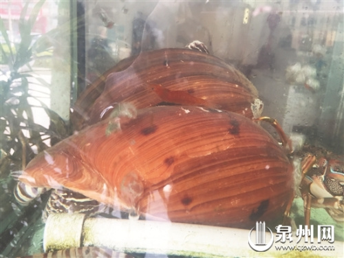 陳先生從崇武買回來(lái)的黃螺