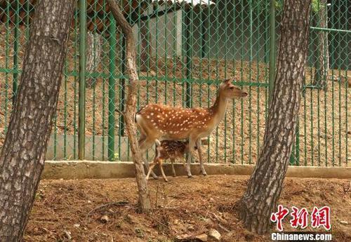 資料圖：鹿媽媽和鹿寶寶。