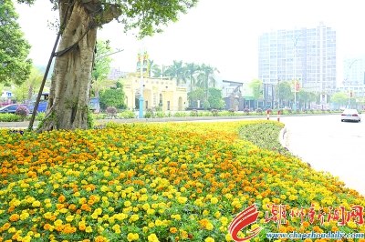 萬壽菊花開正盛，潮州大道又添一景。