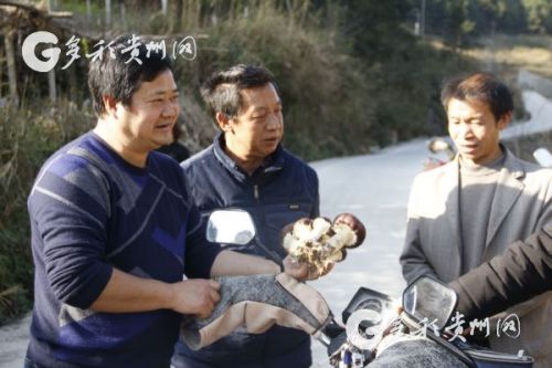 李裕榮現(xiàn)場幫助村民了解大球蓋菇