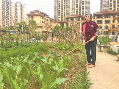 李紅阿姨在菜地。