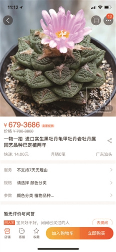 有不少賣家在網(wǎng)上公開銷售進口多肉植物 有不少賣家在網(wǎng)上公開銷售進口多肉植物