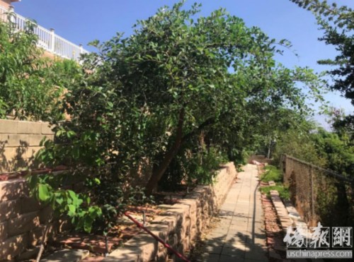 在趙師母女兒家這段不長(zhǎng)的花園小徑上，從最開(kāi)端的蘋(píng)果樹(shù)苗開(kāi)始，臺(tái)灣棗樹(shù)、中國(guó)棗樹(shù)……一路走下去，經(jīng)過(guò)的每一株植物都是一棵果樹(shù)。(僑報(bào)記者章寧攝)