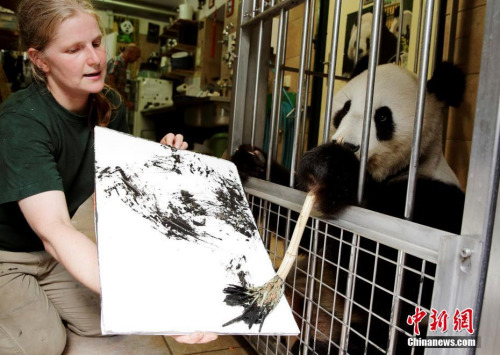 在維也納旅居15年的熊貓滾滾“陽陽”拿起了畫筆，成為動物屆的新晉“藝術(shù)網(wǎng)紅”。（圖片來源：<a target='_blank'  >中新網(wǎng)</a>）