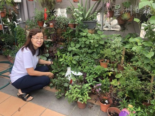 情迷手工皂的姚婷婷，在住家前種植了約70種香草和草藥。（馬來西亞《星洲日報》）