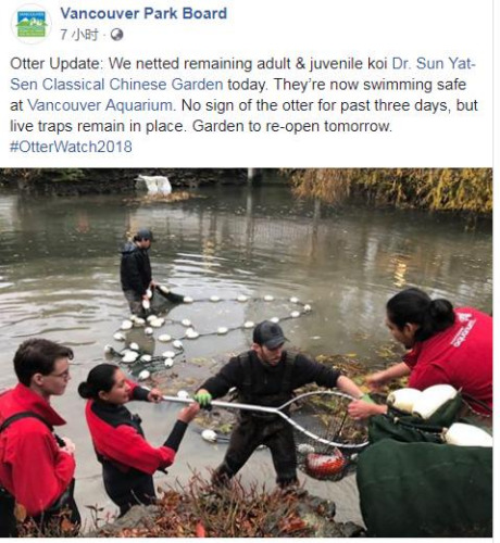 (溫哥華公園局facebook截圖) (溫哥華公園局facebook截圖)
