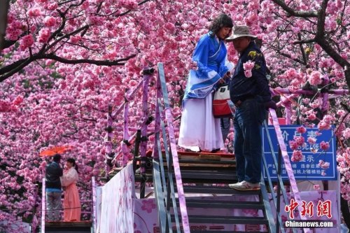 3月19日，游客穿上古裝在櫻花樹下拍照。<a target='_blank' >中新社</a>記者 任東 攝
