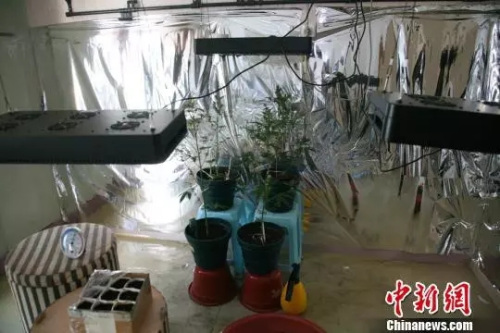 資料圖：在房間里種植大麻。(圖文無關(guān))