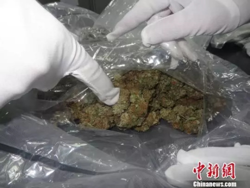 資料圖：大麻。(圖文無關(guān))