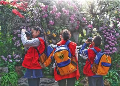 昨日（14日），植物館熱帶植物溫室內(nèi)，新京報小記者攝影組正在“蘭花墻”前取景拍攝。新京報記者 尹亞飛 攝