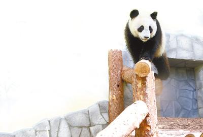 莫斯科動(dòng)物園內(nèi)，大熊貓“丁丁”在愜意地玩耍。人民日?qǐng)?bào)記者 白 陽(yáng)攝