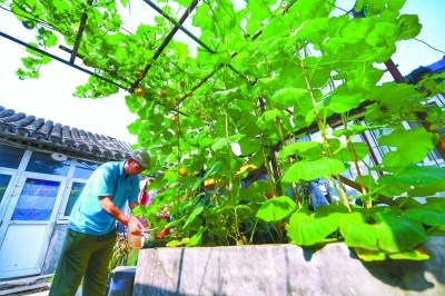 東四花友在打理葫蘆架 本報記者 和冠欣攝