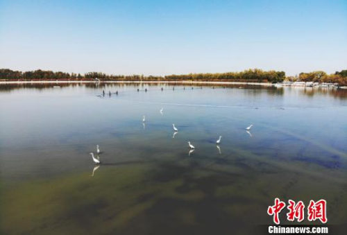 海外華文媒體高層代表參訪甘肅張掖市高臺(tái)縣大湖灣?！钇G敏 攝