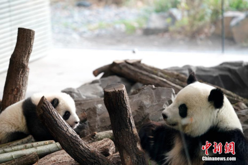 柏林動(dòng)物園園長(zhǎng)克尼里姆向記者表示，動(dòng)物園團(tuán)隊(duì)對(duì)此期待已久，如今柏林動(dòng)物園正式迎來(lái)了“大熊貓季”。<a target='_blank' >中新社</a>記者 彭大偉 攝