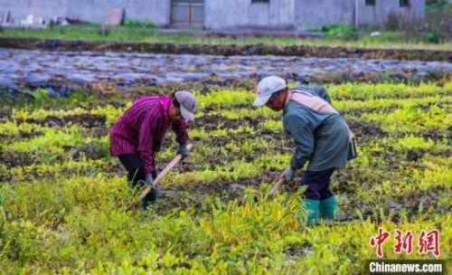 資料圖：圖為廣西靈川縣中南村村民開始翻地播種。楊宗盛 攝