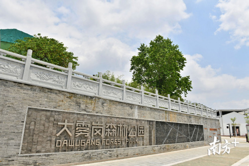 大霧崗森林公園從一個荒涼小山崗?fù)懽兂蔀楦哳佒倒珗@。南方日報記者 戴嘉信 攝