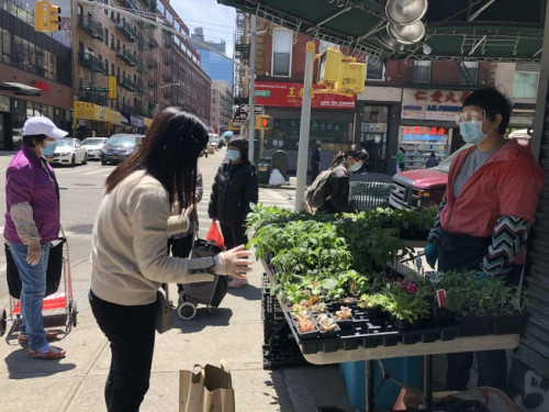 游女士(右)在華埠街頭賣蔬果菜苗，雖然疫情期間行人較少，但生意仍相當(dāng)火熱。(記者顏嘉瑩/攝影)
