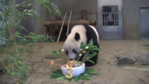 　6月12日，旅日大熊貓“香香”迎來3歲生日，日本東京上野動物園特意為其錄制視頻，線上慶生。(圖片來源：東京上野動物園官網(wǎng)視頻截圖)
