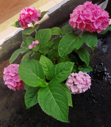 小雨養(yǎng)的繡球花。（受訪者供圖）