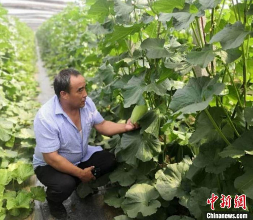 牛忠安來到合作社，查看蔬菜的種植情況。牛忠安供圖