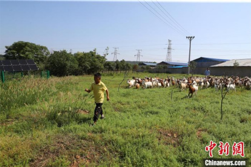 唐根根放羊 張暢 攝 唐根根放羊 張暢 攝