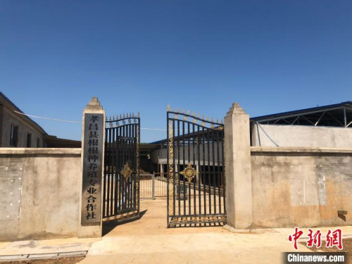 鄒崗鎮(zhèn)成立了“根根種養(yǎng)殖合作社” 梁婷 攝 鄒崗鎮(zhèn)成立了“根根種養(yǎng)殖合作社” 梁婷 攝